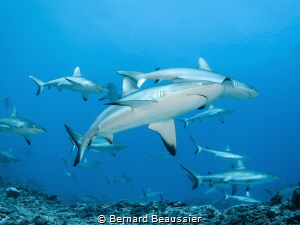 Group of grey shark by Bernard Beaussier 